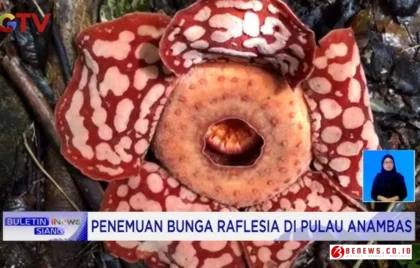 Bunga Raflesia Anambas