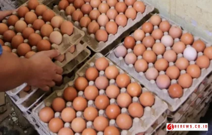Dapur MBG Beli Telur Ayam