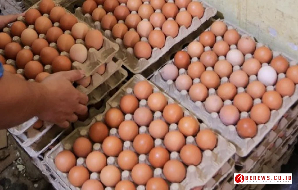 Dapur MBG Beli Telur Ayam