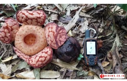Konservasi Rafflesia Hasseltii Anambas