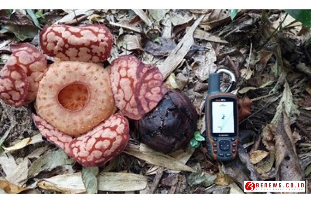 Konservasi Rafflesia Hasseltii Anambas