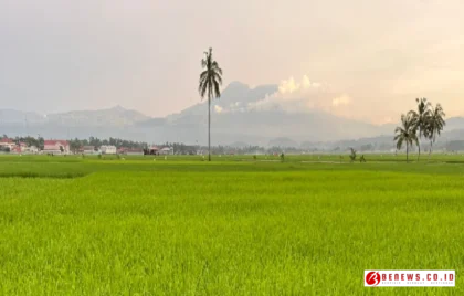 pemulihan sawah Solok