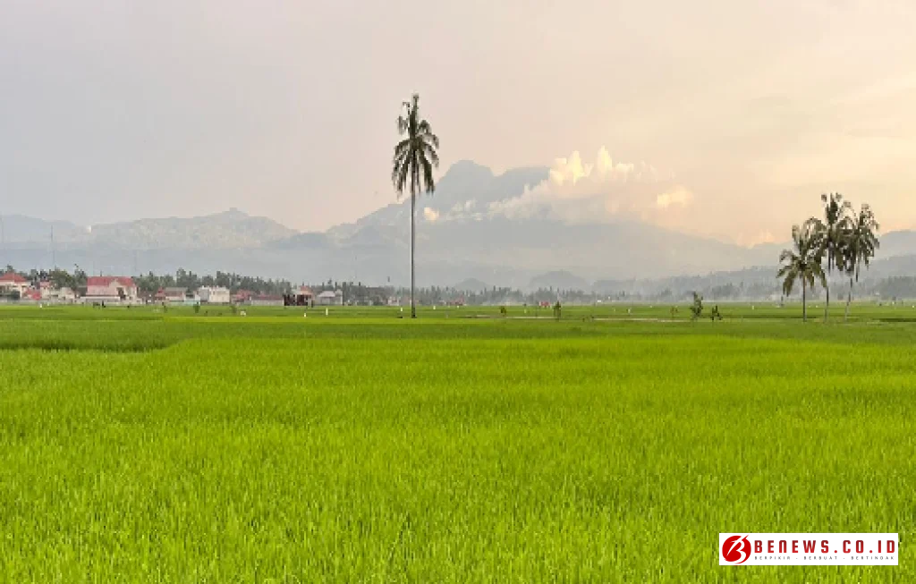 pemulihan sawah Solok