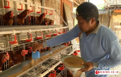 peternak ayam petelur