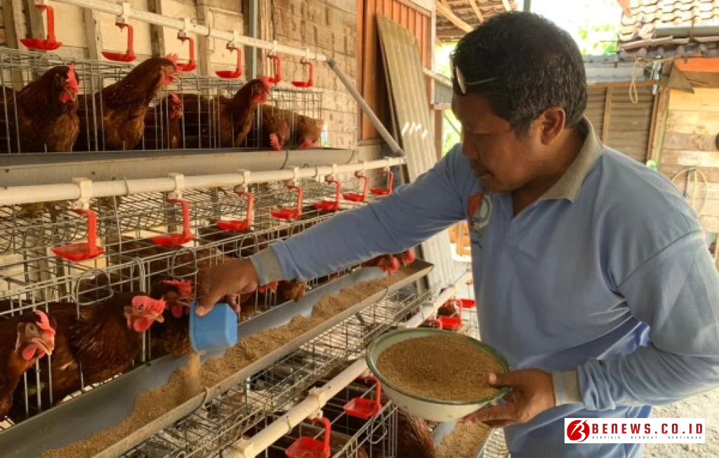 peternak ayam petelur