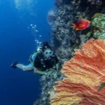 Wisata Terumbu Karang Indonesia, Menyelami Surga Bawah Laut yang Memukau