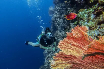 Wisata Terumbu Karang Indonesia, Menyelami Surga Bawah Laut yang Memukau
